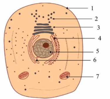 diagram of cell. Animal Cell Diagram