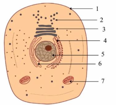 biologia celula