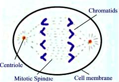 Mitosis stage