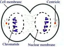 Mitosis stage