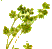 Coriander leaves